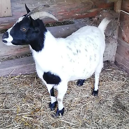 Biobauernhof Schuster Appartement Hopfgarten im Brixental