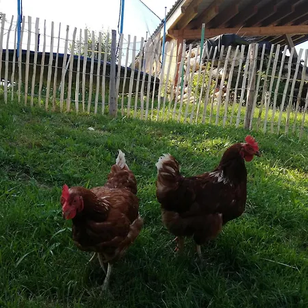 Daire Biobauernhof Schuster